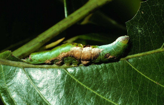 Figura 10. Larva de <i>Cecrita lama</i> (Notodontidae). Voucher: 02-SRNP-130-DHJ64207.jpg.