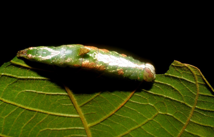 Figura 6. <i>Cecrita meretricia</i> (Notodontidae). Parte dorsal. Penúltimo estadio, en <i>Inga oerstediana </i> (Fabaceae). Voucher: 07-SRNP-4190-DHJ429898.jpg.