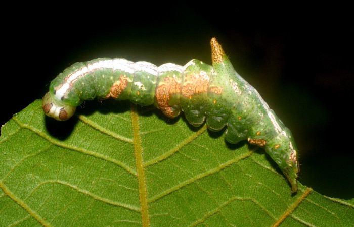 Figura 5. <i>Cecrita meretricia</i> (Notodontidae). Parte lateral. Penúltimo estadio, en <i>Inga oerstediana</i> (Fabaceae). Voucher: 07-SRNP-4190-DHJ429900.jpg.