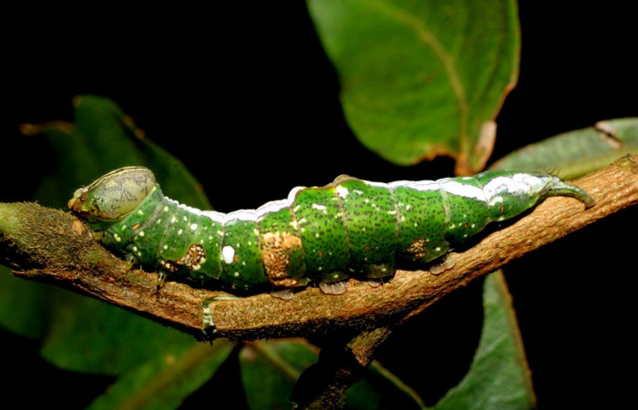 Figura 12. Larva de <i>Cecrita biundata</i> (Notodontidae). Voucher: 07-SRNP-60034-DHJ431213.jpg.