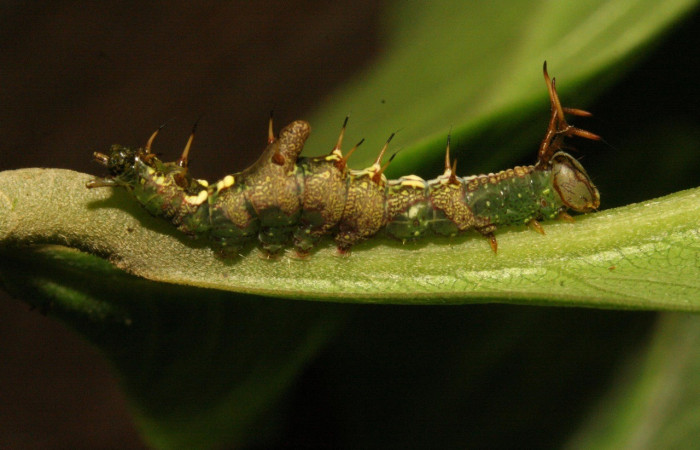 Figura 14. Larva de <i>Cecrita tumacona</i> (Notodontidae). Voucher: 12-SRNP-30922-DHJ485503.jpg.