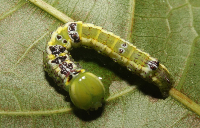 Figura 9. Larva de <i>Cecrita macarisma</i> (Notodontidae). Voucher: 17-SRNP-27378-DHJ731450.jpg.