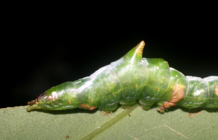 Figura 3. <i>Cecrita meretricia</i> (Notodontidae). Parte lateral trasera. Último estadio, en <i>Pentagonia donnellsmithii</i> (Rubiacea) . Voucher: 18-SRNP-1067-DHJ705020.jpg.