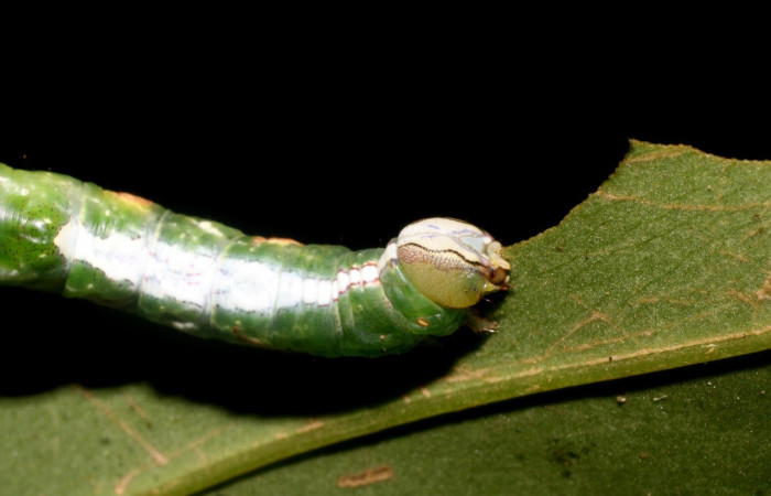 Figura 4. <i>Cecrita meretricia</i> (Notodontidae). Parte frontal. Último estadio, en <i>Pentagonia donnellsmithii </i>(Rubiacea) . Voucher: 18-SRNP-1067-DHJ705021.jpg.