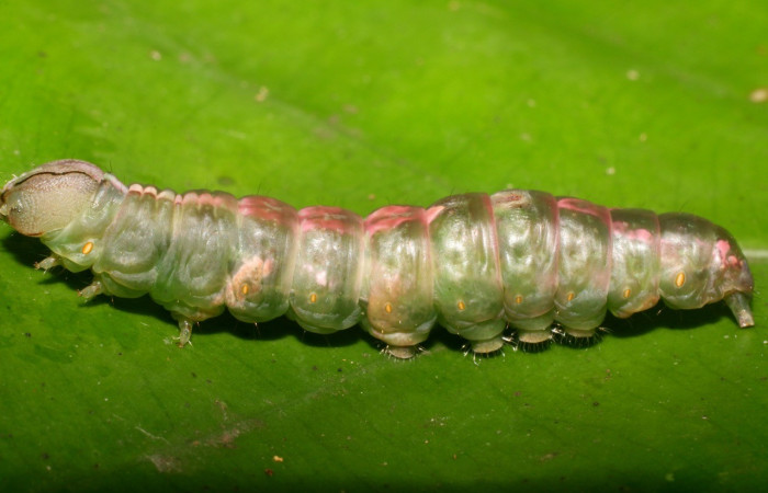 Figura 7. Prepupa de <i>Cecrita meretricia</i> (Notodontidae). Parte lateral. Voucher: 18-SRNP-1067-DHJ705025.jpg.