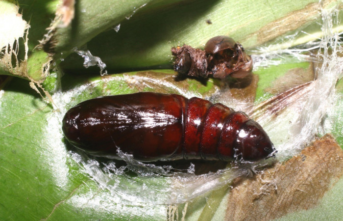 Figura 8. Pupa de <i>Cecrita meretricia</i> (Notodontidae). Voucher: 18-SRNP-1067-DHJ705065.jpg.