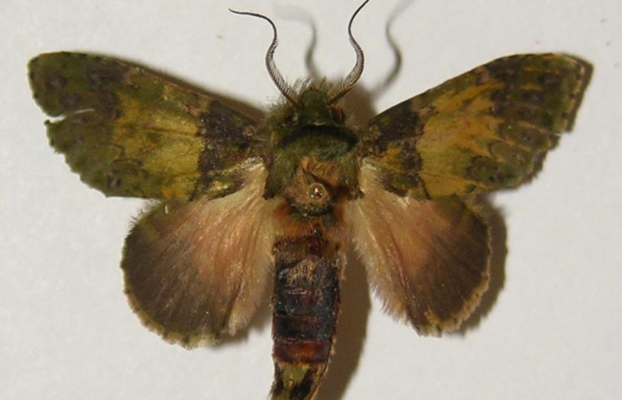 Figura 17. Adulto de <i>Cecrita meretricia</i> (Notodontidae). Macho. Voucher: 99-SRNP-12182-DHJ300672.