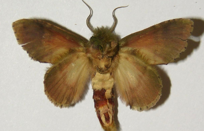 Figura 18. Adulto de <i>Cecrita meretricia</i> (Notodontidae). Macho. Voucher: 99-SRNP-12182-DHJ300673.