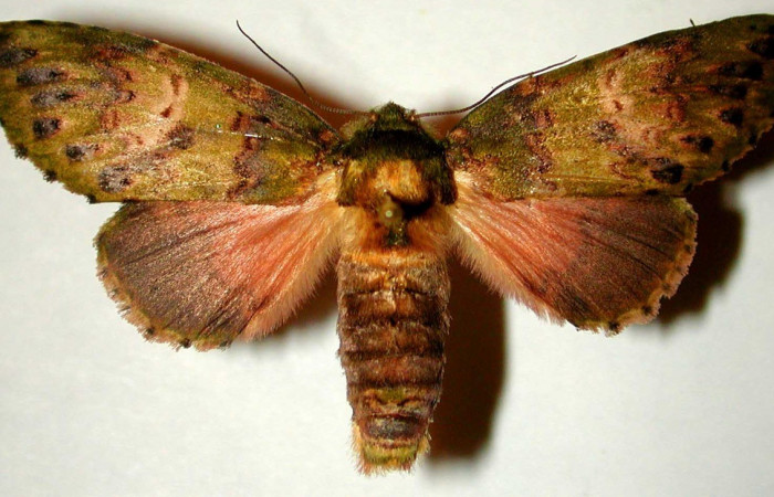 Figura 15. Adulto de <i>Cecrita meretricia</i> (Notodontidae). Hembra. Voucher: 99-SRNP-12536-DHJ32756.