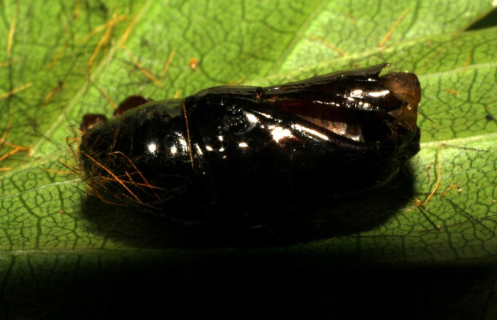 Fig. 11 Pupa <i>Belvosia</i> Woodley14, (Tachinidae), <i>Ochrodota</i> pronapidesBE03, Erebidae, mostrando el puparium,en  Ocotea puberula, familia (Lauraceae). Voucher: 04-SRNP-1334-DHJ401405.jpg.