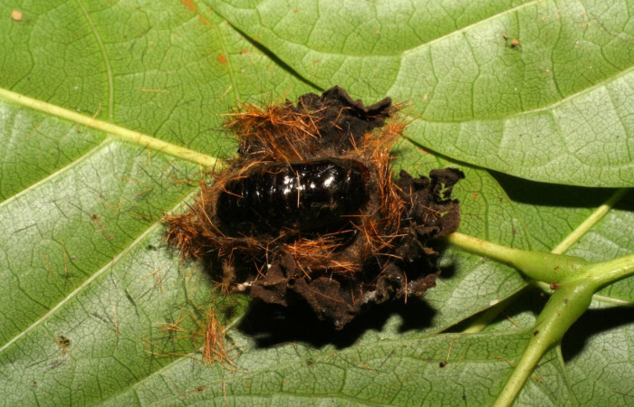 Fig. 13 Pupa <i>Belvosia</i> Woodley14, (Tachinidae), <i>Ochrodota</i> pronapidesBE03, Erebidae, mostrando el puparium, en <i>Ocotea puberula</i> , familia (Lauraceae). Voucher: 04-SRNP-1334-DHJ401408.jpg.