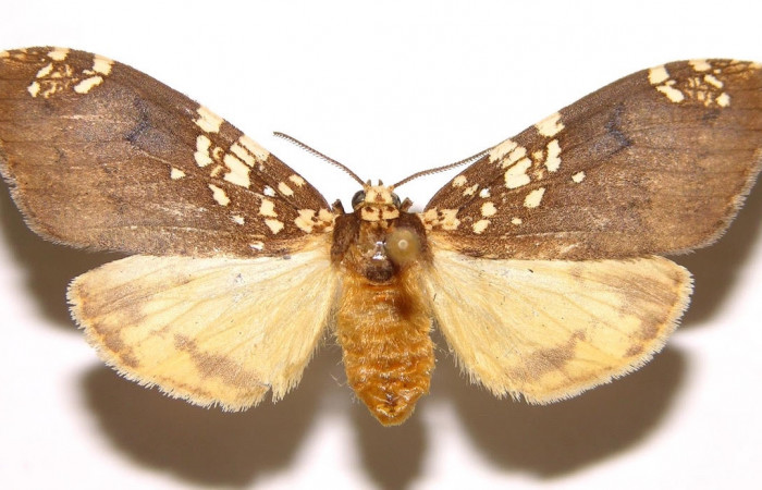 Fig.3 Adulto <i>Ochrodota</i> pronapidesBE03, Erebidae, hembra, mostrando la parte  dorsal. Voucher: 02-SRNP-9043-DHJ93188.
