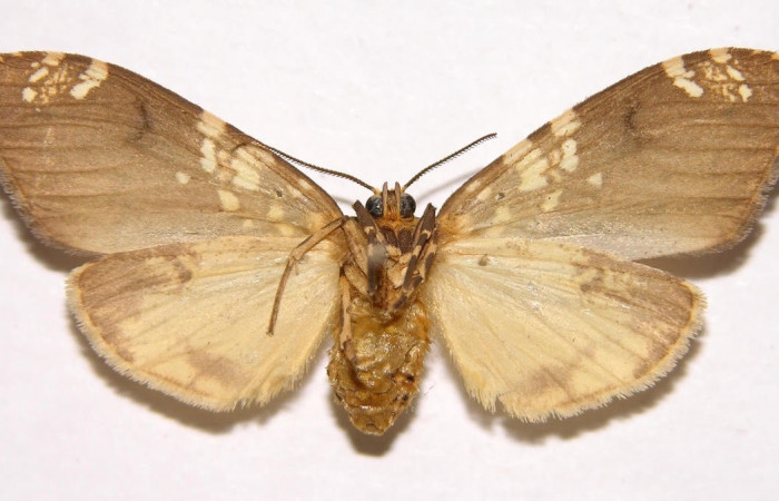 Fig.4 Adulto <i>Ochrodota</i> pronapidesBE03, Erebidae, hembra, mostrando la parte  ventral. Voucher: 02-SRNP-9043-DHJ93189.