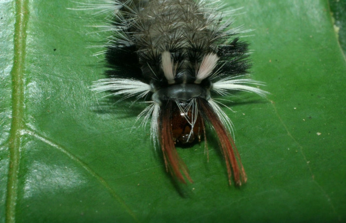 Fig. 7 Larva <i>Ochrodotas</i> pronapidesBE03, Erebidae, (estadio Pu), mostrando la posición cabeza, se alimenta <i>Nectandra belizensis</i>, familia (Lauraceae). Voucher: 09-SRNP-56362-DHJ460301.jpg.