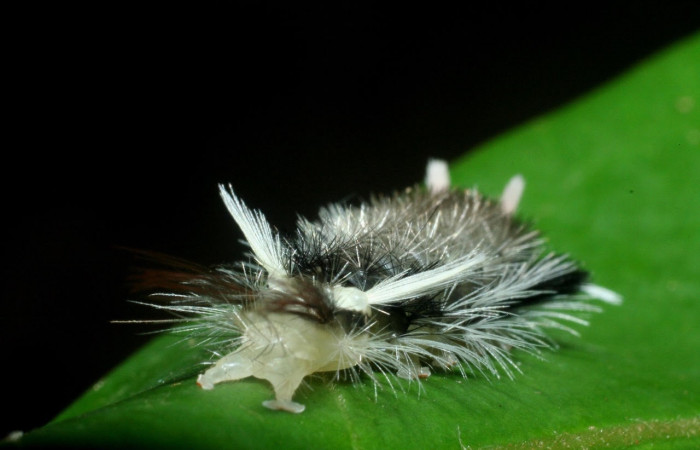 Fig. 9 Larva <i>Ochrodota</i> pronapidesBE03, Erebidae, (estadio Pu), mostrando la posición trasera, se alimenta <i>Nectandra belizensis</i> , familia (Lauraceae). Voucher: 09-SRNP-56362-DHJ460307.jpg.