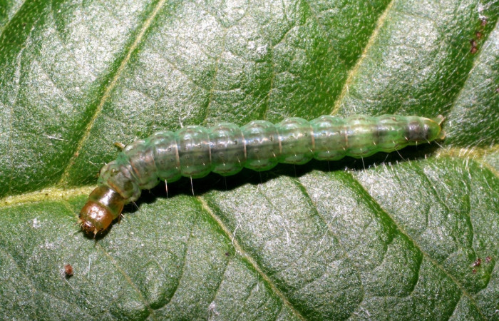 Figura 7. Larva <i>Antaeotricha spurca</i>, Depressariidae, vista dorsal. (07-SRNP-22936-DHJ426685).