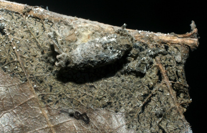 Figura 10. Pupa de <i>Antaeotricha spurca</i>, Depressariidae, parasitada por la familia Ichneumonidae, <i>Eiphosoma</i> Janzen16, vista lateral.  (08-SRNP-70065-DHJ462710).