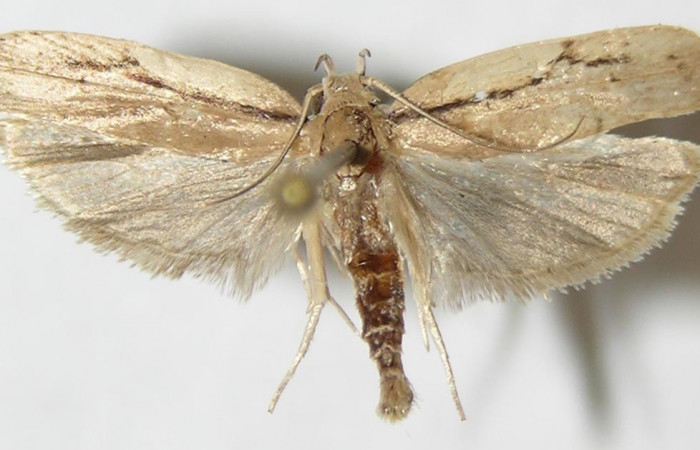 Figura 3. Adulto de <i>Antaeotricha spurca</i> (hembra), vista dorsal. (09-SRNP-40703-DHJ507960).