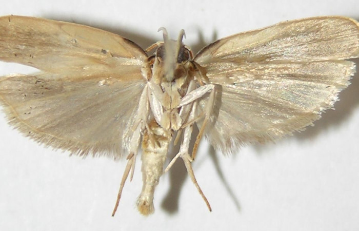 Figura 4. Adulto de <i>Antaeotricha spurca</i> (hembra), vista ventral. (09-SRNP-40703-DHJ507961).