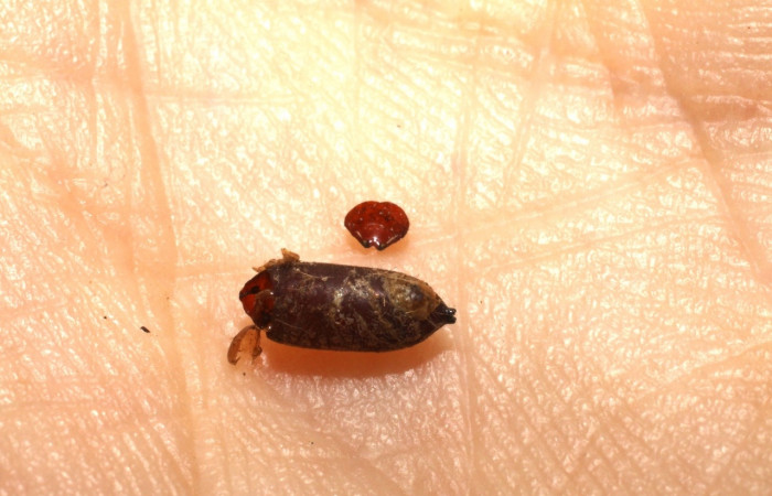 Figura16.Pupario de Tachinidae, <i>Genea</i> Janzen25, parásito que ataca a la larva de  <i>Antaeotricha spurca</i>.  Voucher: (09-SRNP-70696-DHJ474210).