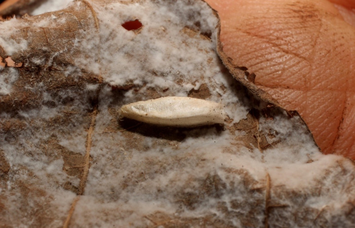 Figura 13. Capullos de Braconidae, <i>Lytopylus rebeccashapleyae</i> parásito que ataca larva <i>Antaeotricha spurca</i>. (10-SRNP-55228-DHJ800215).