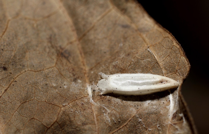 Figura 14. Capullos de Braconidae, <i>Lytopylus rebeccashapleyae</i> parásito que ataca larva <i>Antaeotricha spurca</i>. (10-SRNP-55229-DHJ498262).
