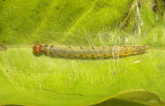 Figura 5. Larva <i>Antaeotricha spurca</i>, Depressariidae, vista lateral. (16-SRNP-30770-DHJ729925).