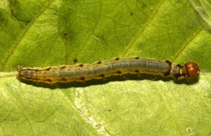 Figura 6. Larva <i>Antaeotricha spurca</i>, Depressariidae, vista dorsal. (16-SRNP-30770-DHJ729927).
