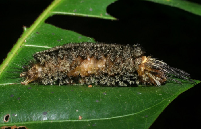 Fig. 10 Larva <i>Robinsonia deiopea</i>, Erebidae, mostrando la posición dorsal entero, se alimenta <i>Pouteria reticulata</i>, familia (Sapotaceae). Voucher: 08-SRNP-72813-DHJ447521.jpg.
