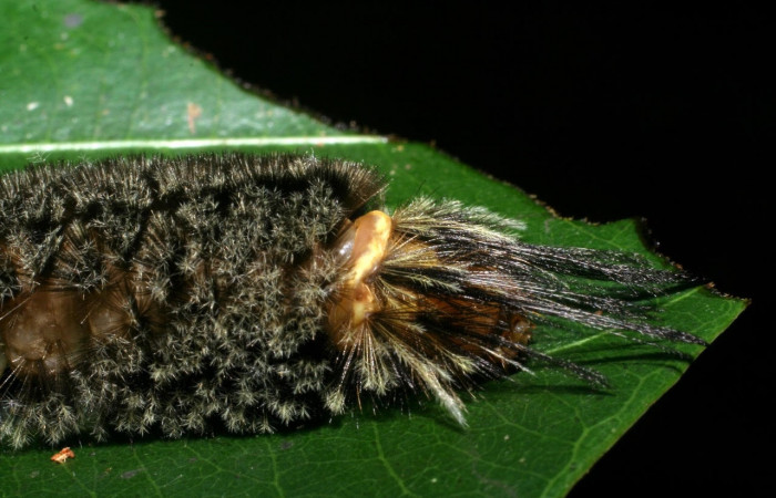 Fig. 11 Larva <i>Robinsonia deiopea</i>, Erebidae, mostrando la posición dorsal mitad cabeza y penachos largos, se alimenta <i>Pouteria reticulata</i>, familia (Sapotaceae). Voucher: 08-SRNP-72813-DHJ447524.jpg.