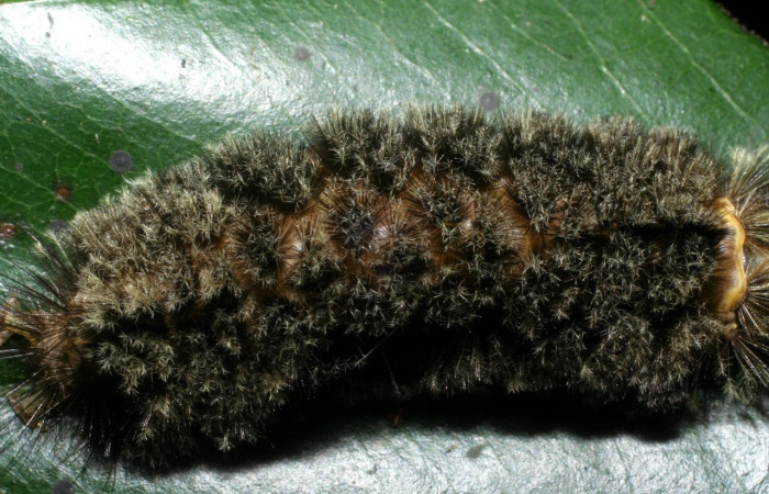 Fig. 14 Larva <i>Robinsonia deiopea</i>, Erebidae, mostrando la posición dorsal espalda, se alimenta <i>Pouteria reticulata</i>, familia (Sapotaceae). Voucher: 08-SRNP-72813-DHJ447529.jpg.