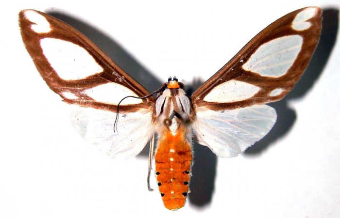 Fig.3 Adulto <i>Robinsonia deiopea</i>, Erebidae, hembra, mostrando la parte dorsal. Voucher: 01-SRNP-10417-DHJ38926.