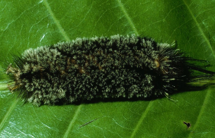 Fig. 5 Larva <i>Robinsonia deiopea</i>, Erebidae, mostrando la posición lateral entero, se alimenta <i>Pouteria campechiana</i>, familia (Sapotaceae). Voucher: 03-SRNP-17594-DHJ76908.jpg.
