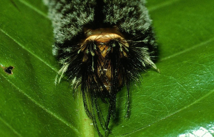 Fig. 6 Larva <i>Robinsonia deiopea</i>, Erebidae, mostrando la posición cabeza, se alimenta <i>Pouteria campechiana</i>, familia (Sapotaceae). Voucher: 03-SRNP-17594-DHJ76912.jpg.