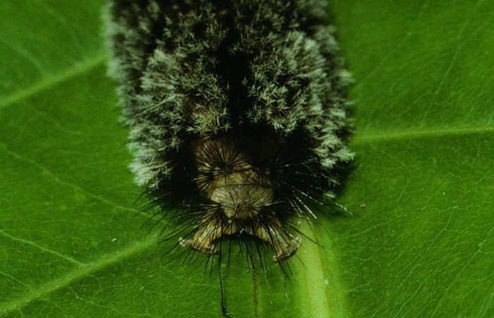 Fig. 7 Larva <i>Robinsonia deiopea</i>, Erebidae, mostrando la posición trasera, se alimenta <i>Pouteria campechiana</i>, familia (Sapotaceae). Voucher: 03-SRNP-17594-DHJ76913.jpg.