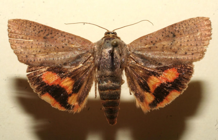 Fig.1 Vista dorsal, <i>Hyblaea puera</i> (Hyblaeidae), colectado 21 Septiembre 2009, Sector Santa Rosa, Manta Naranjo, 25mts. (09-SRNP-109015-DHJ642250.jpg)
