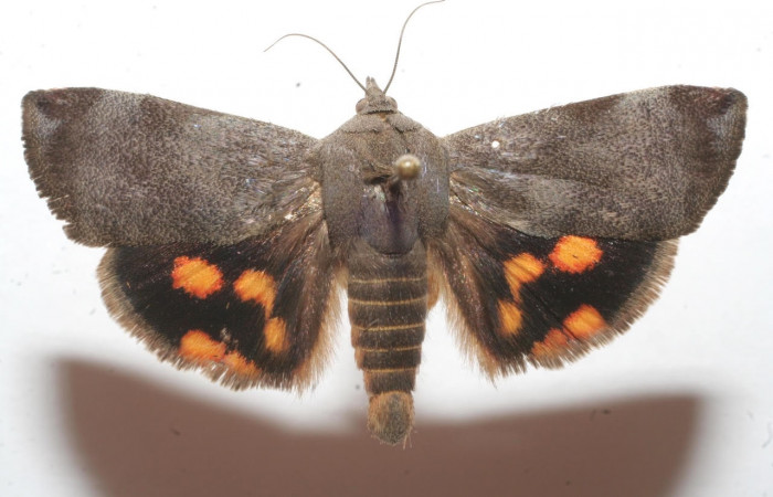 Fig.2 Vista dorsal, <i>Hyblaea puera</i> (Hyblaeidae), colectado 24 Junio 2009, Sector Santa Elena, Mirador Rio Cuajiniquil, 242mts.  (09-SRNP-106036-DHJ639271.jpg)