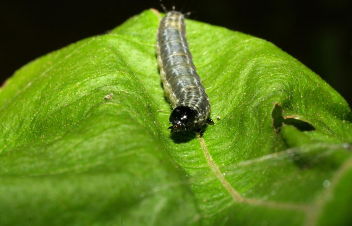 Fig.5 Vista frontal, <i>Hyblaea puera</i>, (Hyblaeidae). Se colectó 2 de julio 2007 Sector Mundo Nuevo, Estacion La Perla, 325mts. (07-SRNP-57756-DHJ428527.jpg).