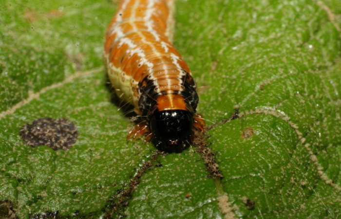 Fig.7 Vista frontal en último estadio, <i>Hyblaea puera</i>, (Hyblaeidae). Se colectó 31 de Diciembre 2007 Sector Del Oro, Río Chon, 320mts. (07-SRNP-24899-DHJ434249.jpg).