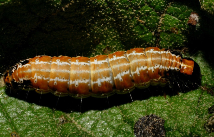 Fig.8 Vista dorsal en último estadio, <i>Hyblaea puera</i>, (Hyblaeidae). Se colectó 31 de Diciembre 2007 Sector Del Oro, Rio Chon, 320mts. (07-SRNP-24899-DHJ434247.jpg).