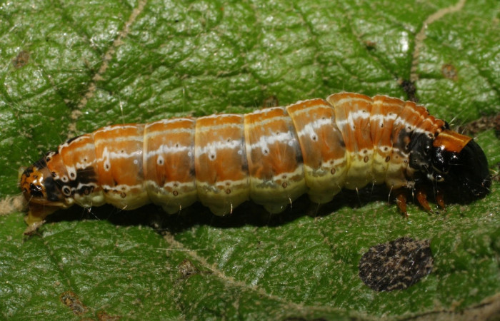 Fig.9 Vista lateral en ultimo estadio, <i>Hyblaea puera</i>, (Hyblaeidae). Se colectó 31 de Diciembre 2007 Sector Del Oro, Rio Chon, 320mts.(07-SRNP-24899-DHJ434248.jpg).
