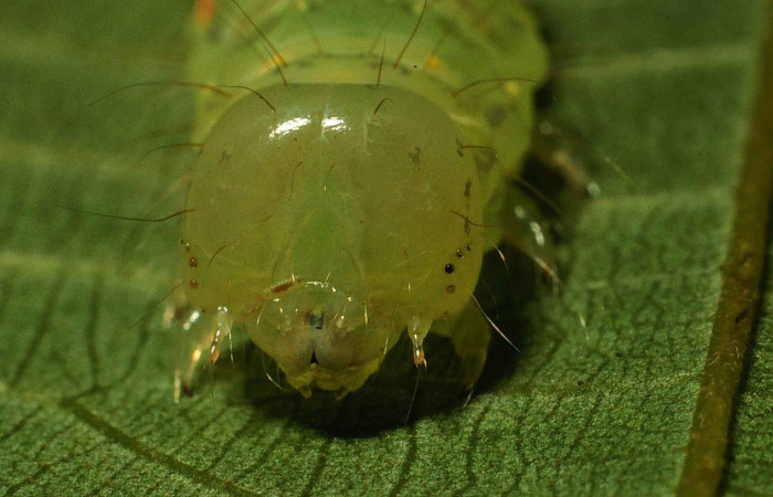 Figura 5. Detalle cabeza, <i>Encruphion xanthotricha</i> (Erebidae). (00-SRNP-11954-DHJ54923).