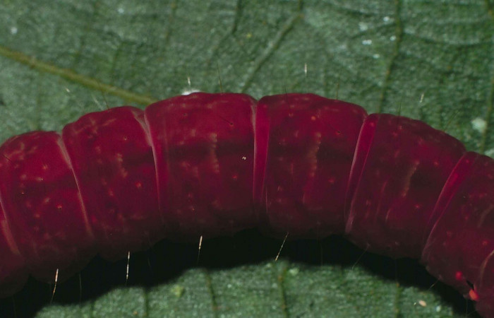 Figura 8. Detalle dorsal centro, <i>Encruphion xanthotricha</i> (Erebidae). (00-SRNP-11954-DHJ54928).