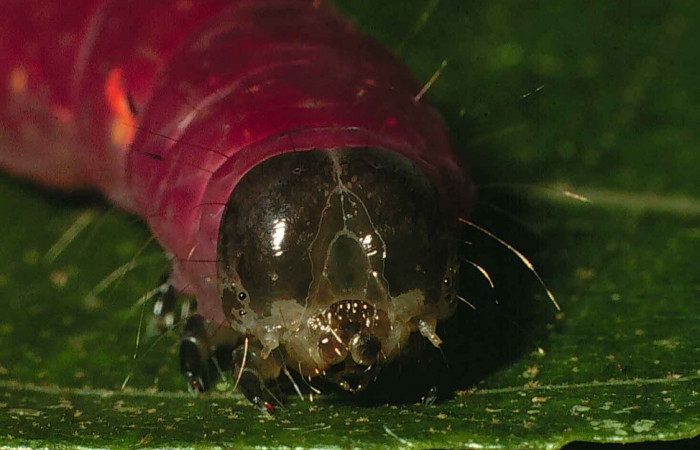 Figura 6. Detalle cabeza, <i>Encruphion xanthotricha</i> (Erebidae). (00-SRNP-11954-DHJ54929.jpeg).