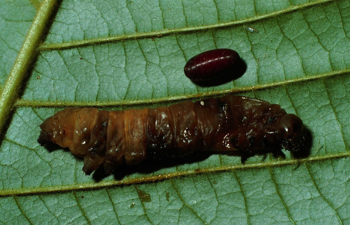 Figura 14. Detalle de cadáver de <i>Encruphion leena</i> (Erebidae), junto a pupario de mosca de familia (Tachinidae) . (02-SRNP-12638-DHJ68090).