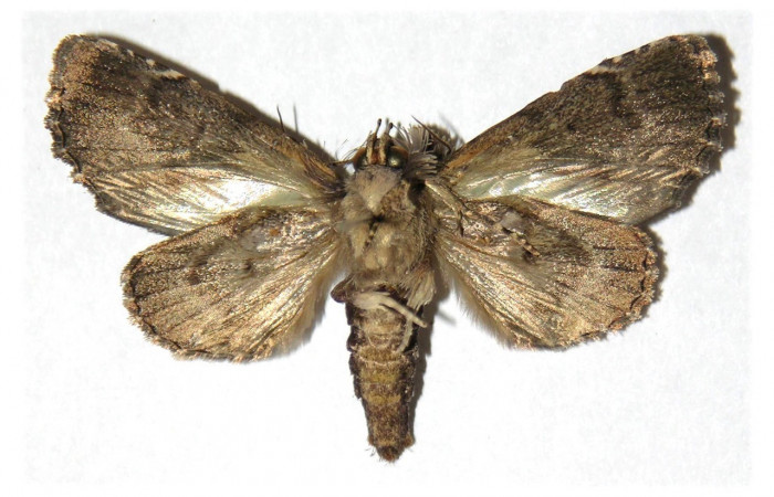 Figura 19. Adulto, vista ventral <i>Encruphion</i> Poole01 (Erebidae). (02-SRNP-15824-DHJ313781)