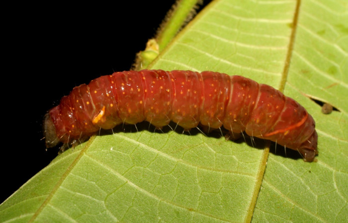 Figura 11. Detalle dorsal, <i>Encruphion</i> Poole01 (Erebidae). (06-SRNP-21974-DHJ412011).