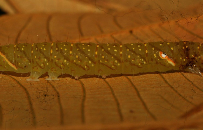 Figura 10. Detalle lateral, <i>Encruphion</i> Poole01 (Erebidae). (11-SRNP-71679-DHJ484515).