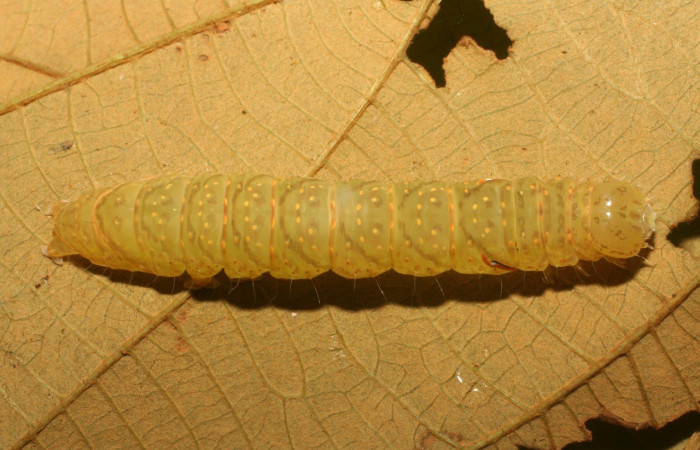 Figura 3. Detalle dorsal, <i>Encruphion xanthotricha</i> (Erebidae). (12-SRNP-65649-DHJ487960).
