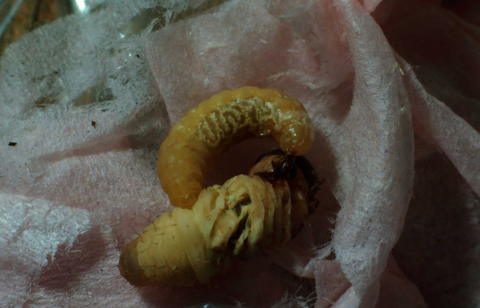 Figura 15. Detalle de parásito <i>Netelia</i> Gauld04, en <i>Encruphion leena</i> (Erebidae). (84-SRNP-545-DHJ7466).